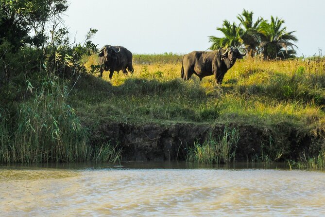 Hippo and Croc Boat Cruise in Saint Lucia With Pick-Up - Positive Reviews and Tour Accolades