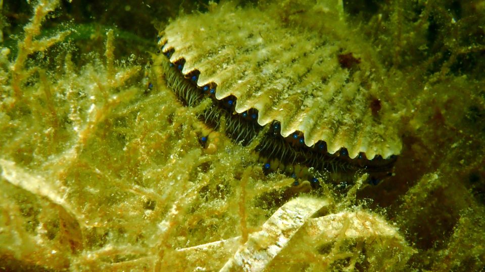 Homosassa: Snorkel & Scallop Hunt in Gulf of Mexico - Meeting Point