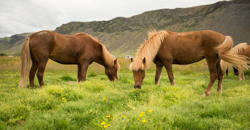 Horse Riding Tour in Reykjadalur (Hotspring Valley) - Frequently Asked Questions