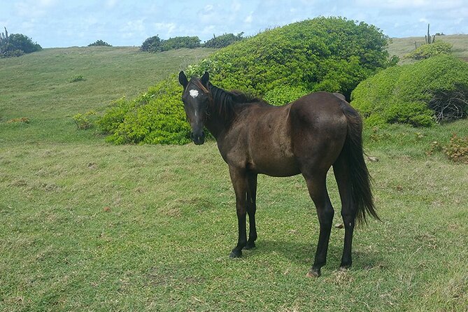 Horseback Riding Adventure Tour in St. Lucia - Friendly and Knowledgeable Guides