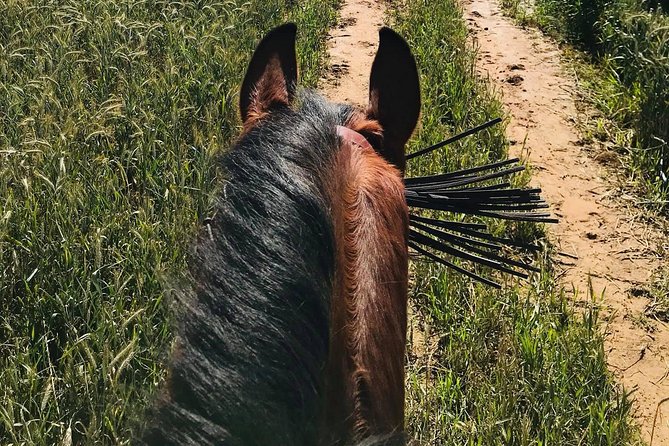 Horseback Riding Around Doñana - Group Size and Cancellation