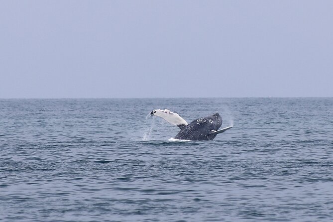 Husavik Family-Owned and Operated Whale Watching - Cancellation and Refund Policy