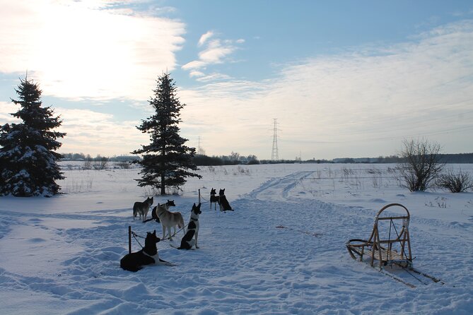 Husky Dog Sledding Tour From Riga - Unique Winter Adventure