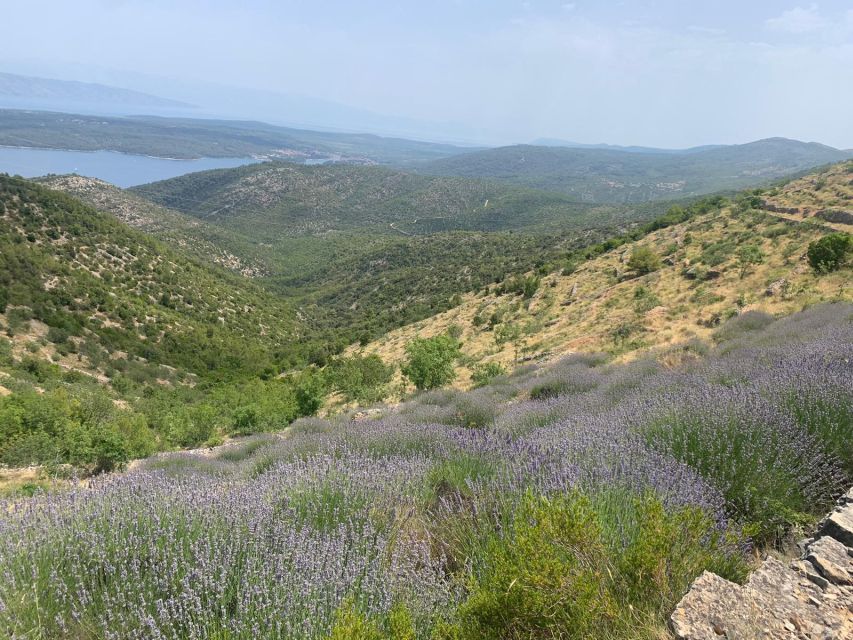 Hvar Wine Tour + Dalmatian Dinner - Exploring Hvars Winemaking Heritage