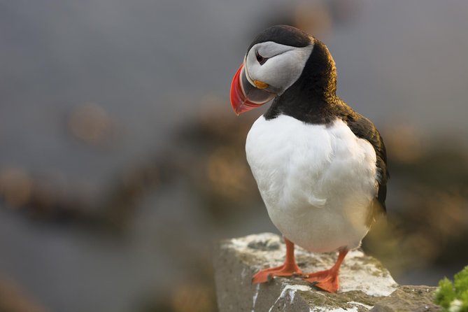 Iceland Super Saver: Puffin Cruise Plus Whale-Watching Tour From Reykjavik - Included and Additional Services