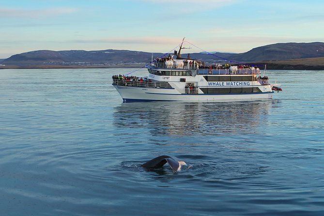 Icelandic Horse Riding and Whale Watching Tour From Reykjavik - Whale Watching Boat Tour