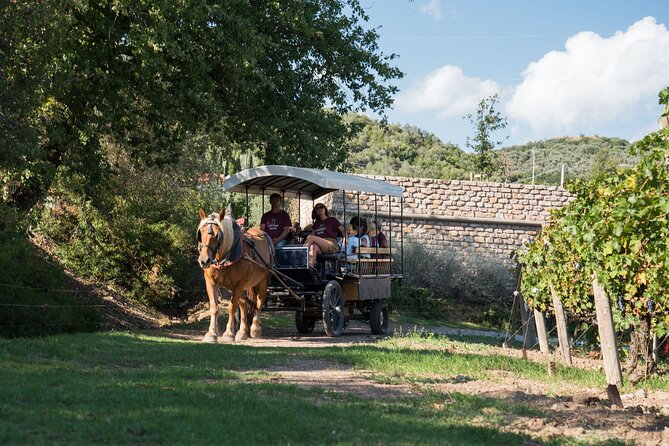 In a Carriage Among the Vineyards, Visit of the Cellar, Tasting of Organic Wines. - Pricing and Guarantees