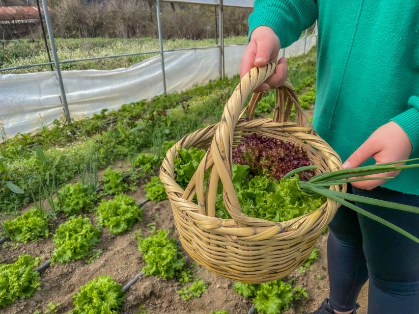 Ioannina: East Zagori Farming Experience & Cooking Class - Health and Safety Protocols