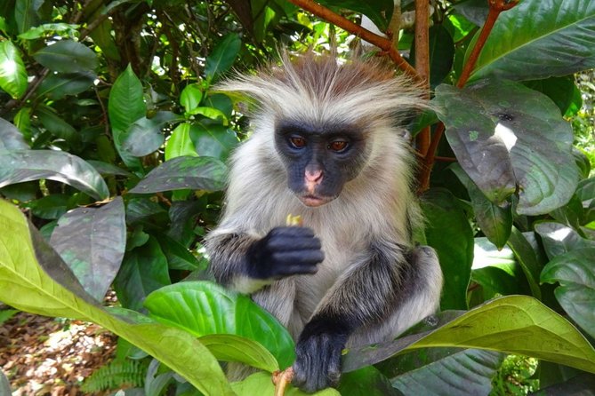 Jozani Forest Reserve Half-Day Guided Tour From Zanzibar - Practical Information