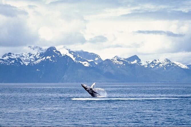 Juneau Wildlife Whale Watching - Customer Feedback and Reviews