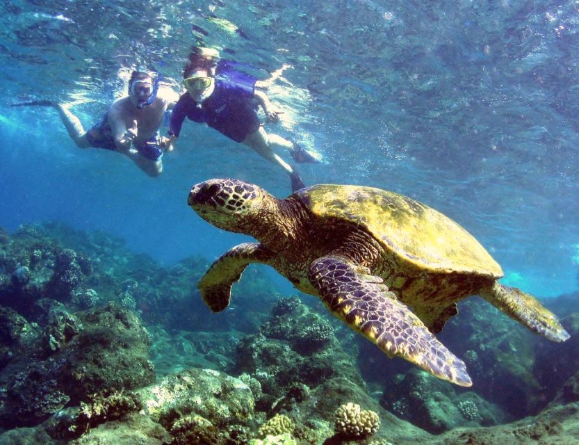 Kayaking and Snorkeling at Turtle Reef - Swimming Skills Required