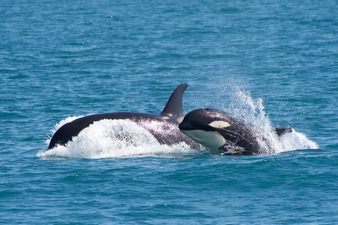 Kenai Fjords National Park Glacier & Wildlife Cruise - Meeting and Departure Details