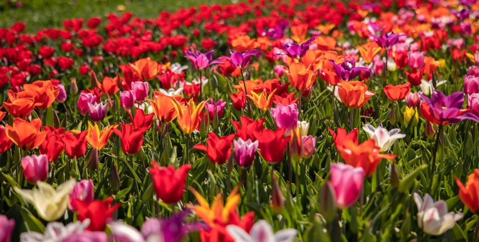 Keukenhof: Flower Fields Small-Group Cultural Bike Tour - Customer Reviews