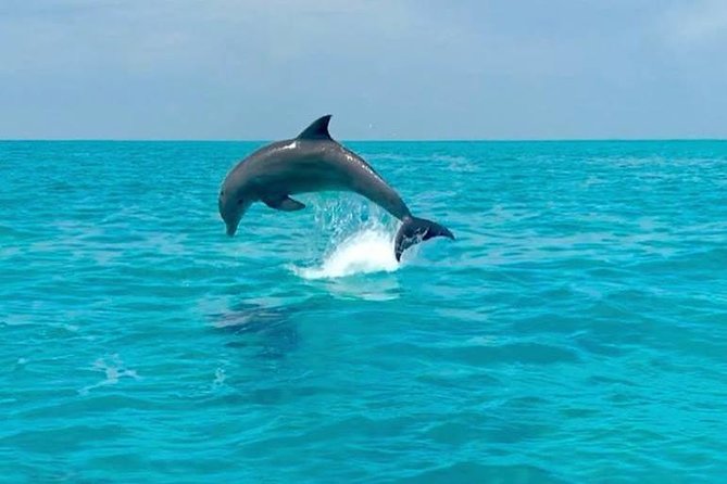 Key West Dolphin Watch and Snorkel Cruise - Mixed Guest Feedback