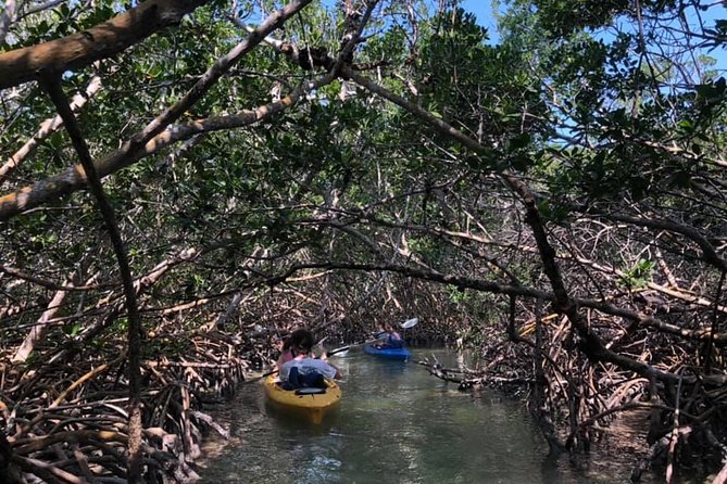 Key West Mangrove Kayak Eco Tour - Exploring the Mangrove Ecosystem