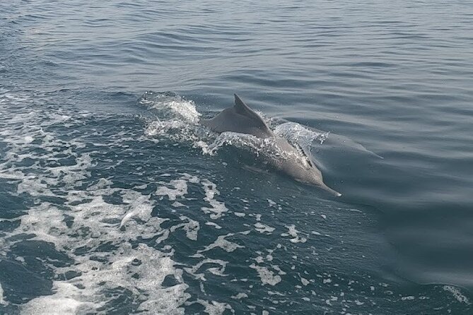 Khasab Musandam Full Day Dhow Cruise With Lunch and Snorkeling - Highly Rated Tour Operator