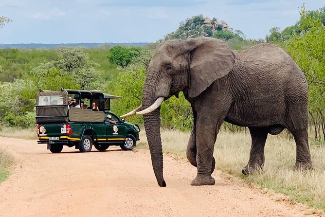 Kruger National Park Full Day Private Safari - Highlights