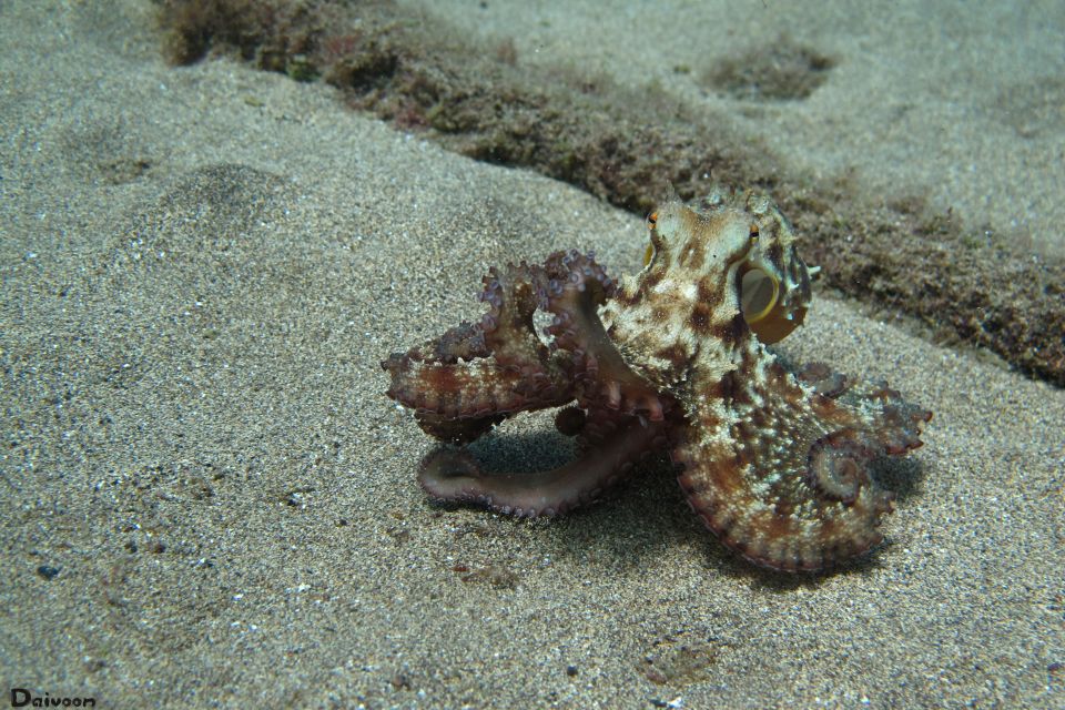 Lanzarote: Beginner Diving Course Costa Teguise (2 Dives) - Medical Considerations