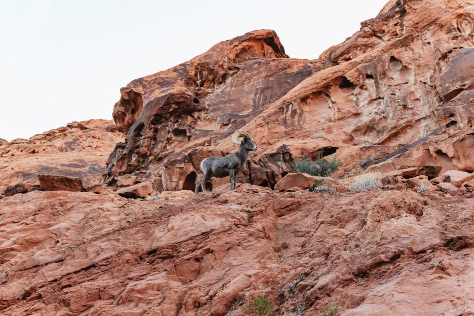 Las Vegas: Valley of Fire Guided Hike With Drinks and Snacks - Pickup and Drop-off Locations