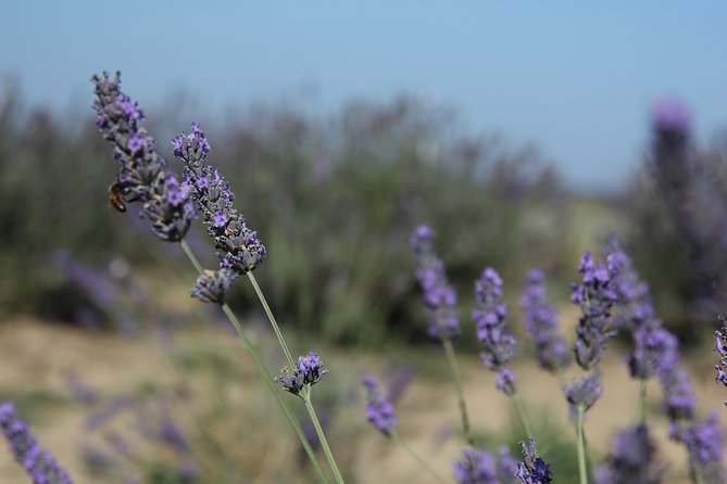 Lavender Tour Sault From Marseille - Exploring Lavender Fields