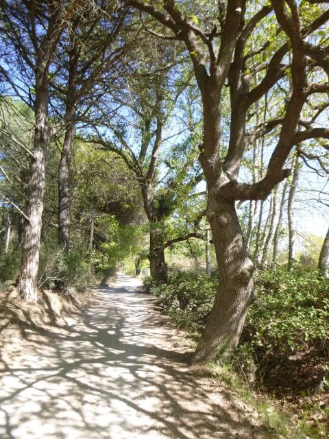 Le Grau Du Roi: Half-Day Tour of Camargue - Taking in Ecotourism and Salt Farming