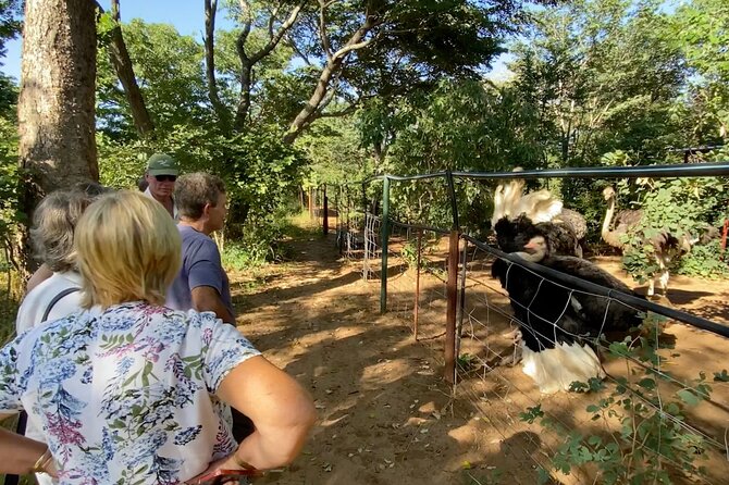 Lion & Wildlife Sanctuary Excursion Victoria Falls - Safety Considerations