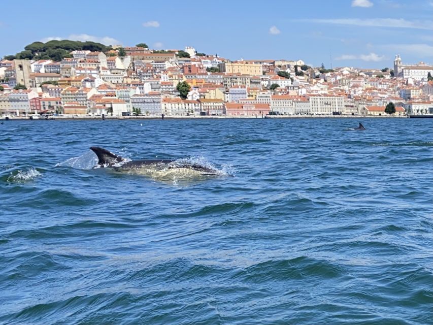 Lisbon: Dolphin Watching Boat Tour - Booking and Cancellation Policy