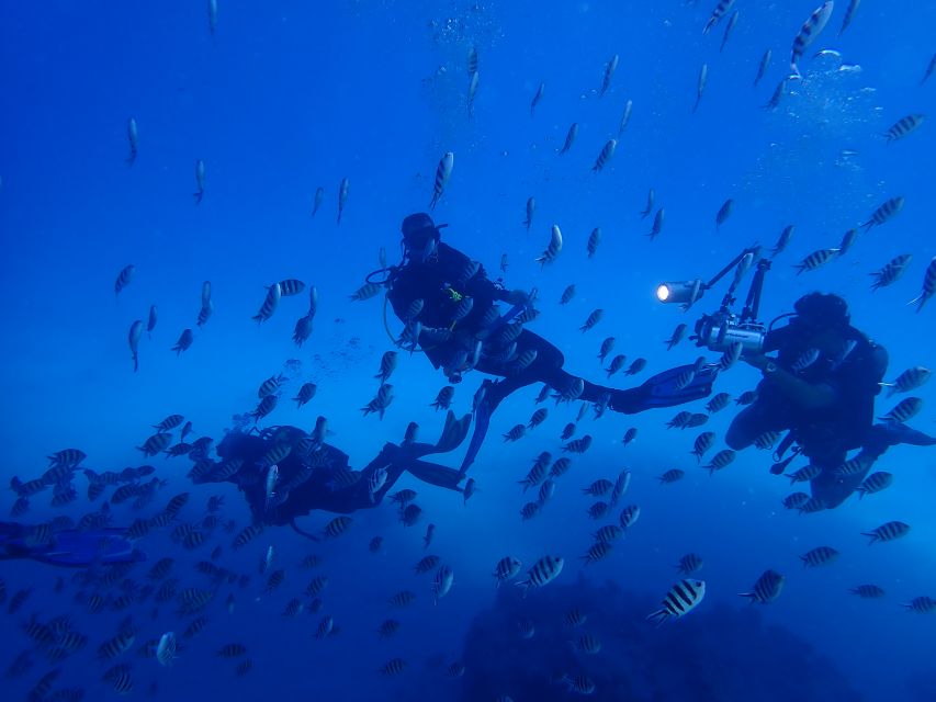 Lisbon: Try Diving in Arrábida Natural Park and Marine Reserve - Recap