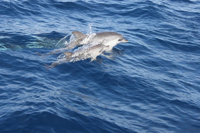 Lobos Island - the Dolphin Route - Accessibility and Additional Information