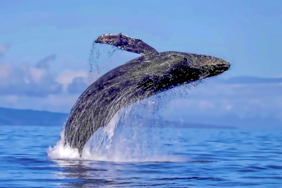 Maalaea Harbor: Whale Watching Catamaran Cruise - Getting to the Starting Location