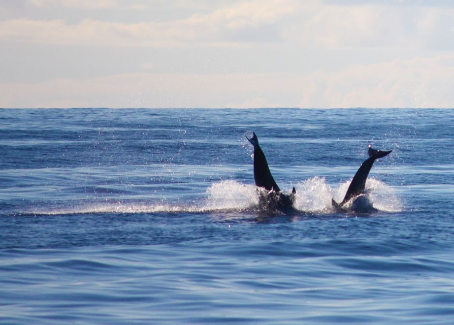 Madeira: 2.5-Hour Whale and Dolphin-Watching Cruise - Crew and Spotter