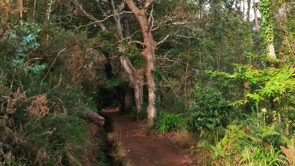 Madeira: Paradise Valley Levada Walk - Duration and Availability