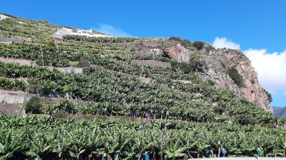 Madeira: Private Banana Farm Tour With Pickup - Restrictions