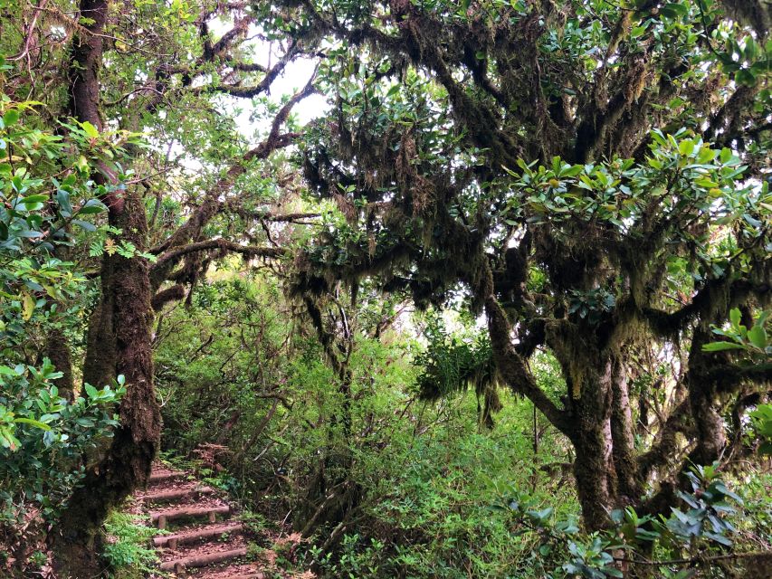 Madeira: Private Guided Vereda Do Fanal Walk PR13 - Inclusions