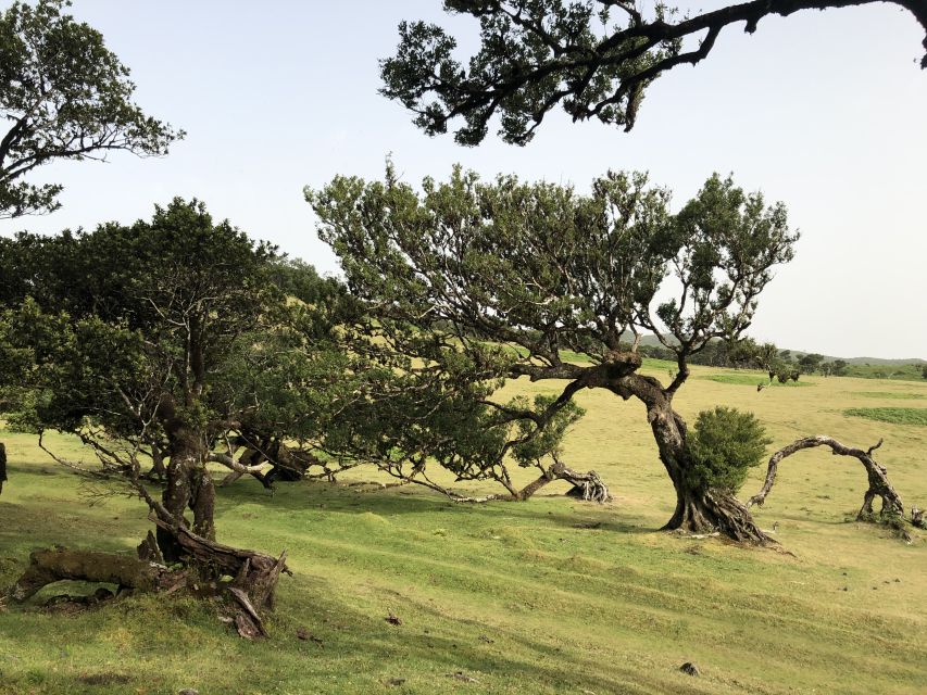 Madeira: Private Tour of Fanal Forest - Recommended Attire