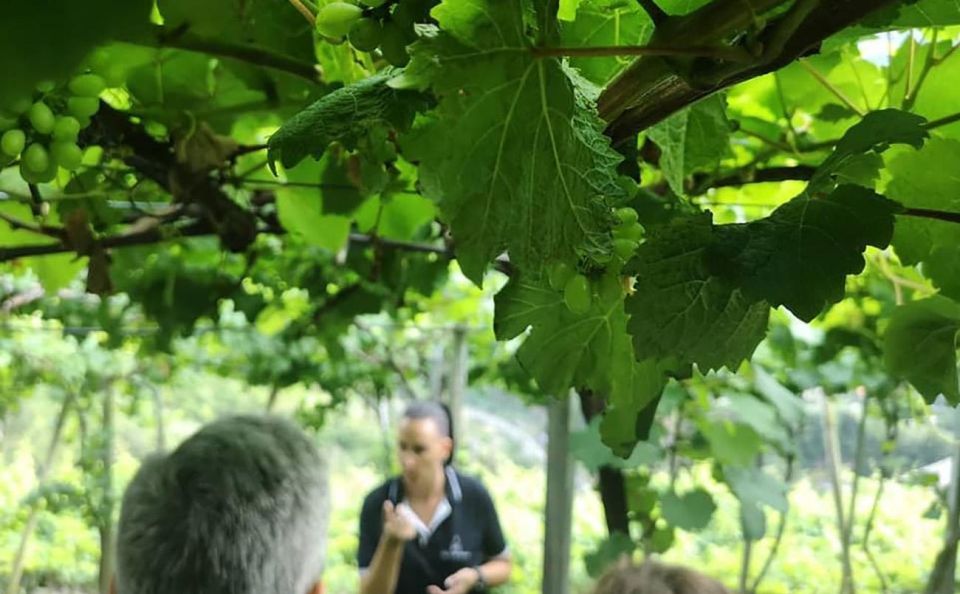 Madeira - Vineyard Tour Wine Tasting - Included - Pickup Locations and Stops