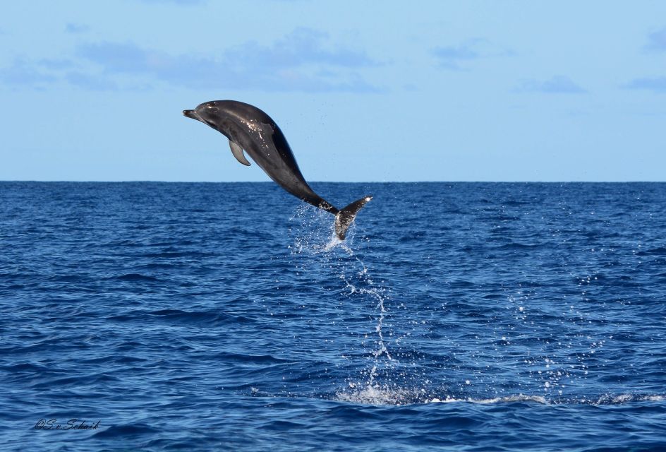 Madeira: Whale and Dolphin Watching Tour - Customer Reviews