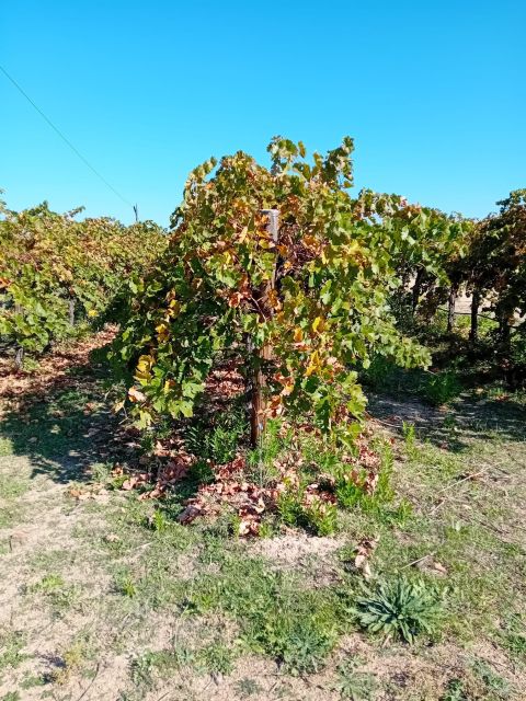 Madrid: Visit Two Wineries Close to the City Centre - Inclusions and Logistics