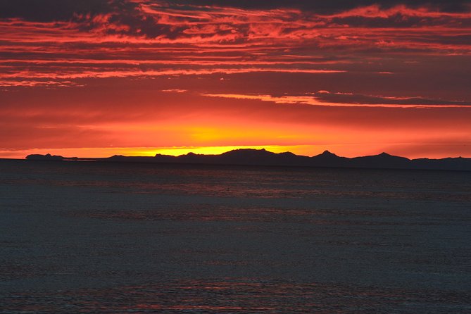 Magical Whales in the Midnight Sun | From Reykjavik - Wildlife Encounters