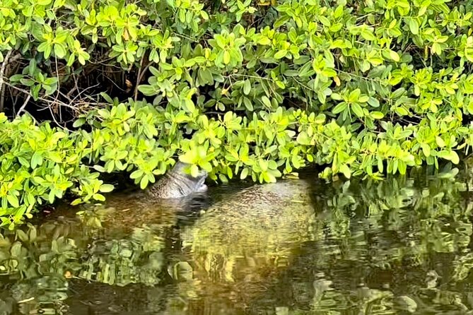 Manatee Sightseeing and Wildlife Boat Tour - Customer Reviews and Feedback