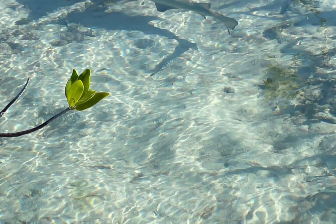 Mangrove Cay And Iguana Island Venture In Turks And Caicos Island - Clear Kayaks for Visibility