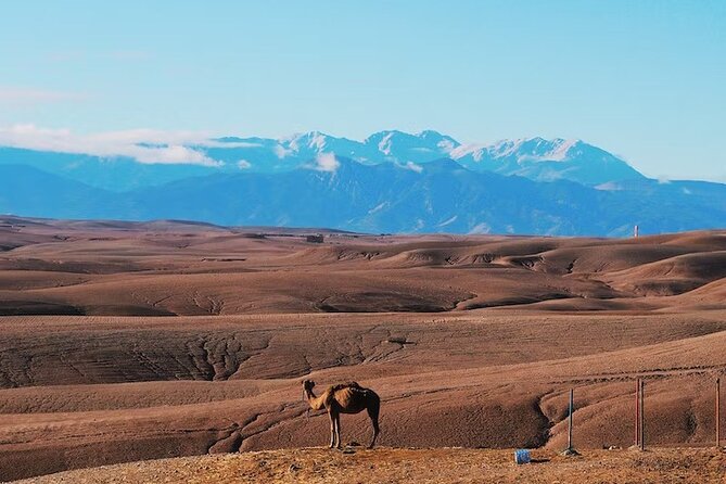 Marrakech Desert Magical Dinner Show & Agafay Sunset Camel Ride - Dinner and Show