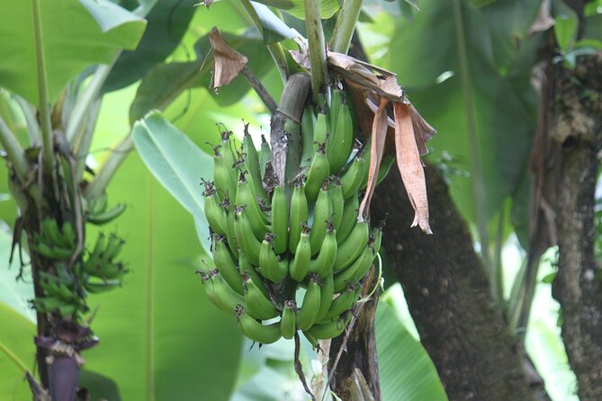 Materuni Village Tour | Materuni Waterfalls | Materuni Coffee Tour - Location and Pickup Information