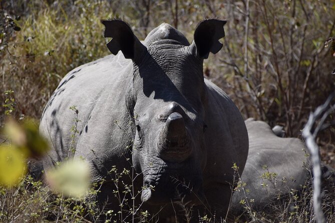 Matobo Rhino Encounter - Rhino Encounter Experience