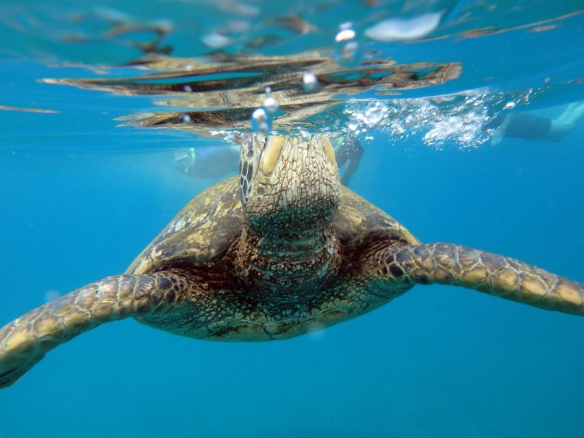 Maui: Molokini Crater & Turtle Town Snorkeling Tour - Onboard Amenities