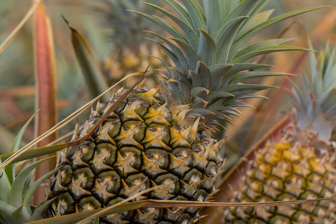 Maui Pineapple Farm Tour in Haliimaile - Sampling Maui Gold Pineapples