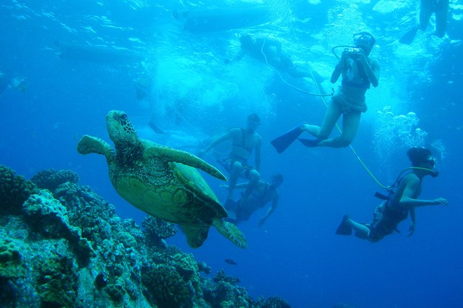 Maui Snorkeling Molokini Crater and Turtle Town - Suggested Arrival Time