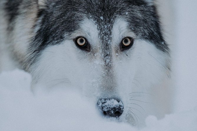 Meet Taivas & the Arctic Wolves - Private Tour - Connecting With the Sanctuary