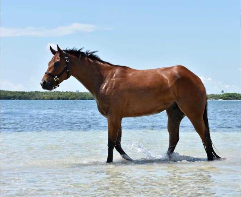 Miami: Beach Horse Ride & Nature Trail - Safety and Accessibility