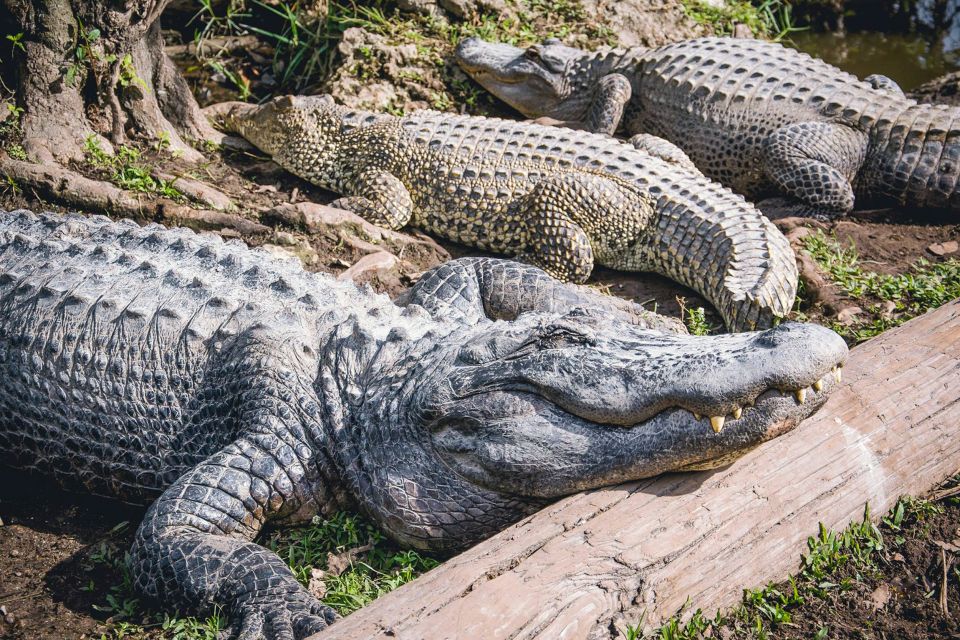 Miami: Everglades Safari Park Airboat Tour - Participant Information